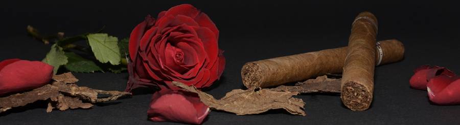 rose cigar
